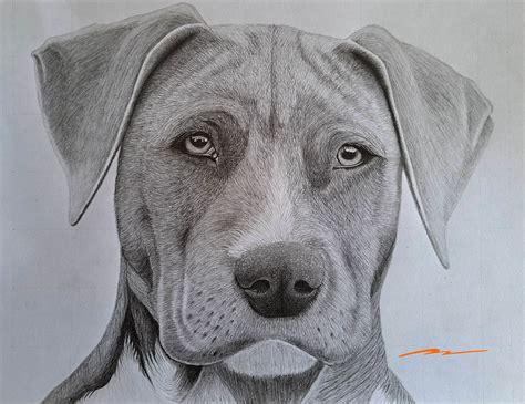 dog outline illustration|realistic dog drawings.